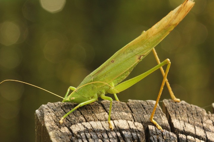 Conehead Katydid